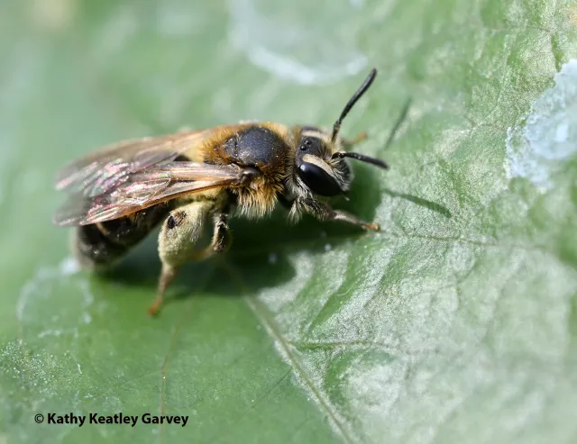 In Search of the Mining Bees | Bug Squad